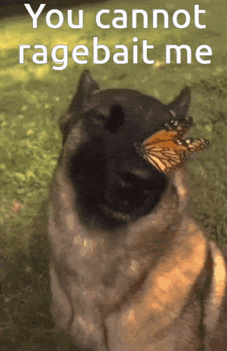a dog holding a butterfly in its mouth with the words " you cannot ragebait me " above it