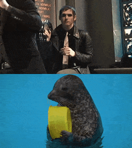 a seal holding a yellow bucket in its mouth