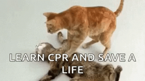 Cat Cpr GIF - Cat Cpr Wake Up GIFs