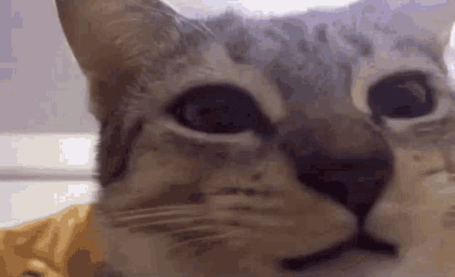 a close up of a cat 's face looking at the camera with a yellow shirt on .