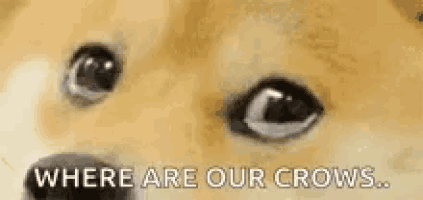 a close up of a dog 's eyes with the words `` where are our crows '' written on it .
