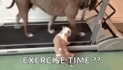 Funny Animals Exercise Time GIF - Funny Animals Exercise Time Pitbulls GIFs