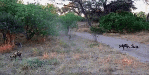 Sneezing Africa GIF - Sneezing Africa Wild Dog GIFs
