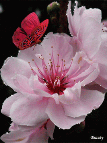 Pink Flower Fly GIF - Pink Flower Fly Pink Flower GIFs