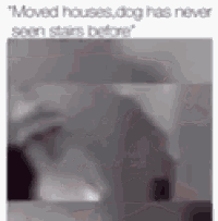 a black and white photo of a person with the caption " moved houses dog has never seen stairs before "
