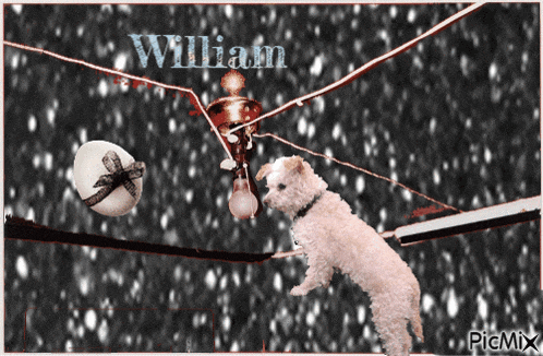 a picture of a dog with the name william on the top