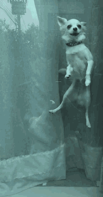 a small white dog wearing sunglasses is standing on its hind legs