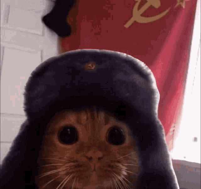a close up of a cat wearing a hat with a red hammer and sickle on it