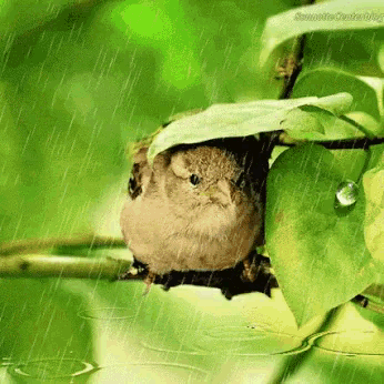 a small bird is sitting under a green leaf in the rain
