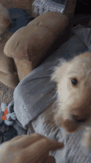 a small dog is laying on a person 's lap