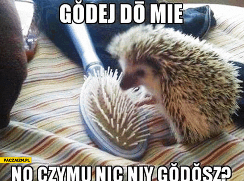 a hedgehog is laying on a bed with a brush and a caption that says " godej do mie "