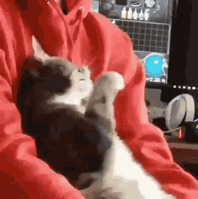 Wat Is A Goin A On Here Cat GIF - Wat Is A Goin A On Here Cat Look GIFs