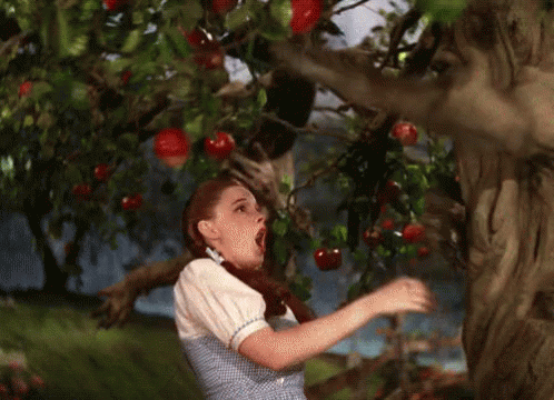 Dorothy Wizard Of Oz GIF - Dorothy Wizard Of Oz GIFs