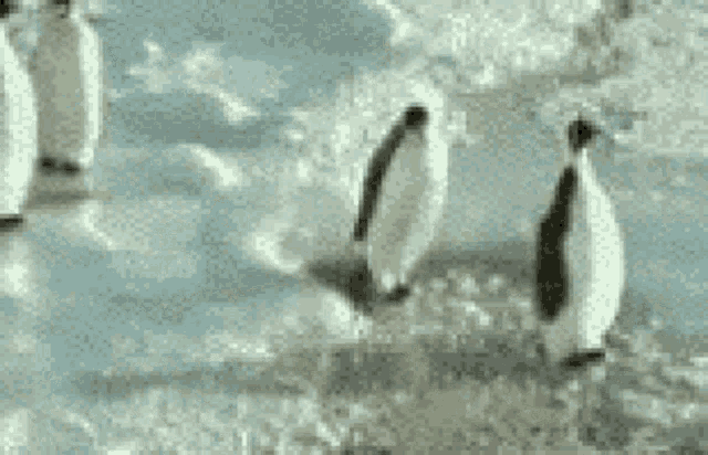 Penguin Slap GIF - Penguin Slap Funny GIFs