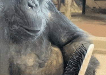 a close up of a gorilla with a brush in its hand
