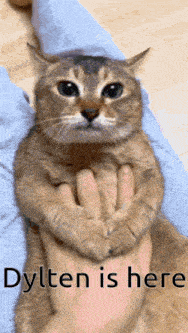a cat is being held by a person with the words " dylten is here " written on the bottom