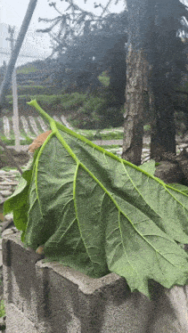 a large green leaf is sitting on a concrete block