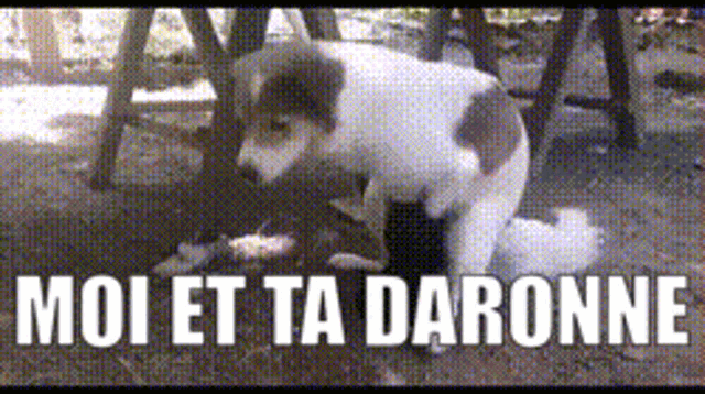a black and white photo of a dog with the words moi et ta daronne