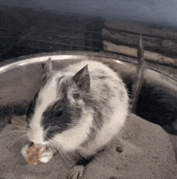 Degu Chinchilla GIF - Degu Chinchilla Hamster GIFs