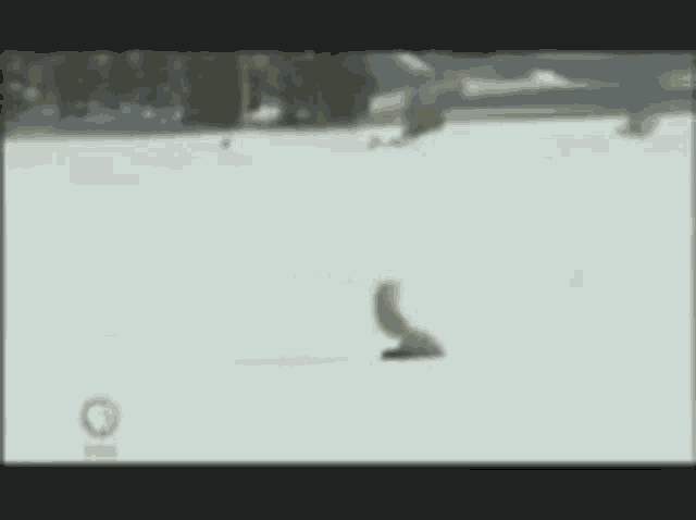Fox Snow GIF - Fox Snow GIFs
