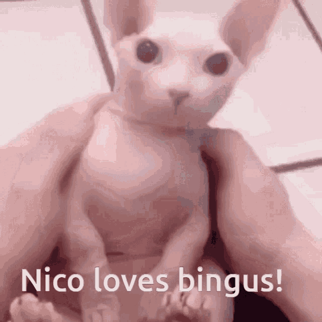 Bingus Nico GIF - Bingus Nico GIFs
