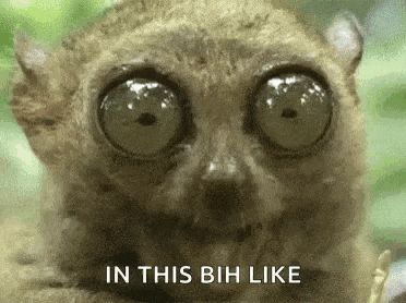 a close up of a lemur 's face with big eyes and the words `` in this bih like '' .