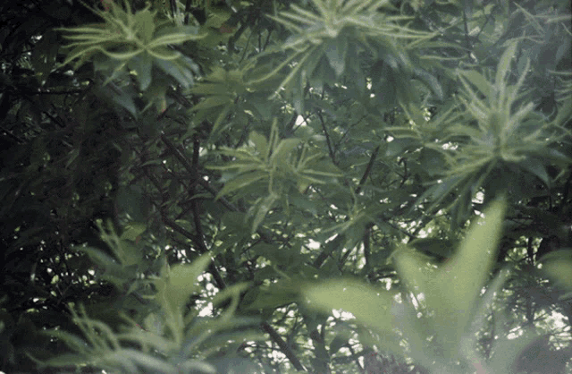 a tree with lots of green leaves and a few white flowers