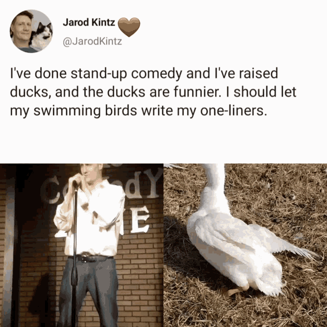 Bird Meme Duck Meme GIF - Bird Meme Duck Meme Stand Up Comedy GIFs
