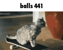 a cat is riding a skateboard with the words balls 441 above it