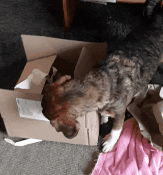 Auspacken Hund GIF