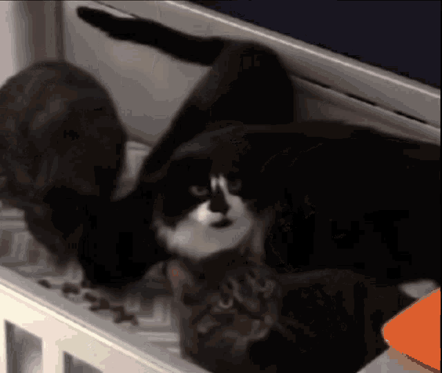 a group of cats are eating food from a tray and one of them is looking at the camera