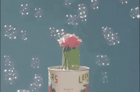 a cactus is growing out of a can that says ' leinen ' on it