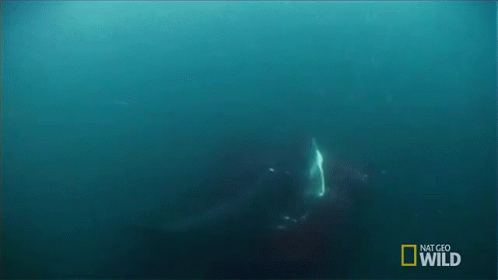 Bloody Water GIF - Shark Attack Eating GIFs