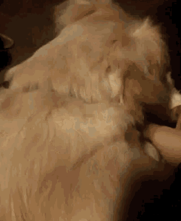 a close up of a person petting a dog 's paw