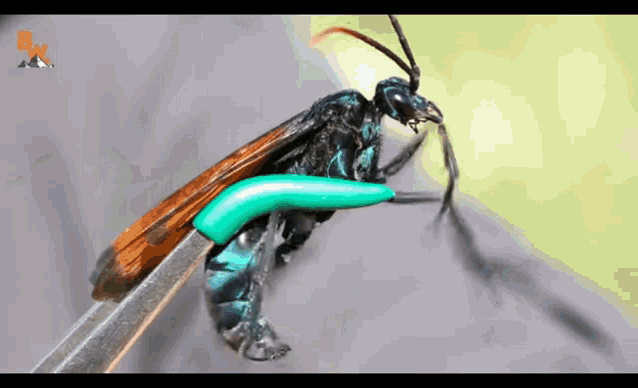 Wasp Bugs GIF - Wasp Bugs Stinger GIFs