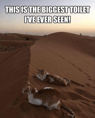 Cats Meme GIF - Cats Meme Desert GIFs