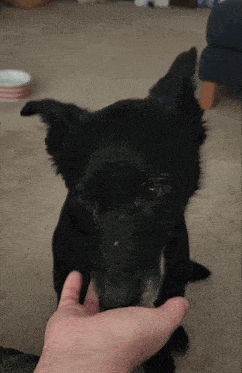 a person petting a black dog with a white spot on its face