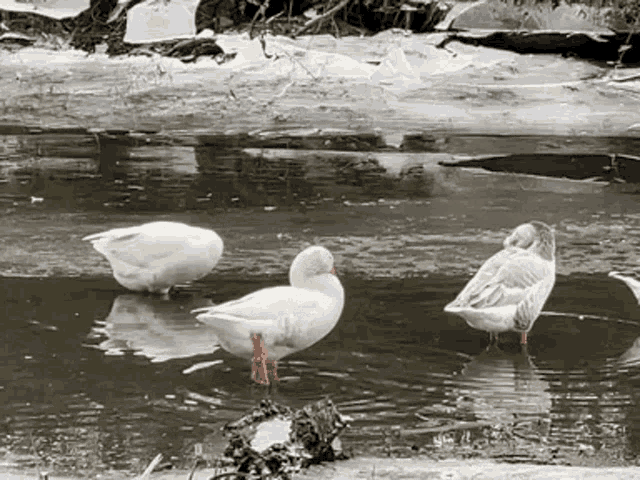 three ducks are standing in a body of water with ice in the background