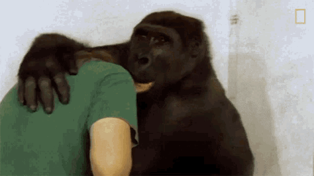Hugging Koko GIF - Hugging Koko Watch Koko The Gorilla Use Sign Language In This1981film GIFs