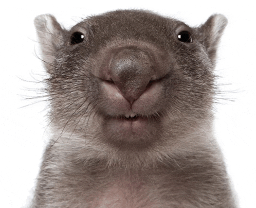 a close up of a squirrel 's face with its mouth open