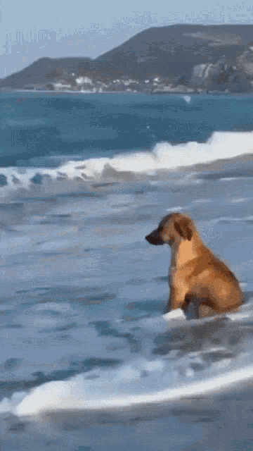 Sad Dog Anyealator GIF - Sad Dog Anyealator GIFs