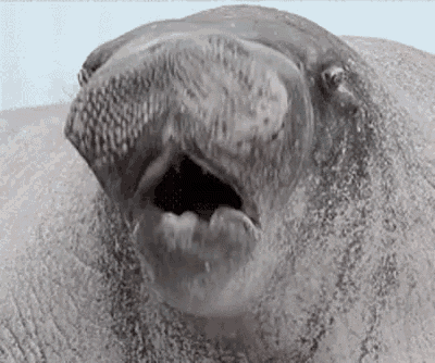 a close up of a seal with its mouth open and its teeth showing .