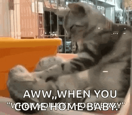 a cat is playing with a toy and says aww when you come home baby .