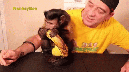 Peeling Banana Capuchin Monkey GIF - Peeling Banana Capuchin Monkey Monkeyboo GIFs