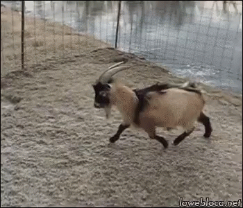 Goat Slide GIF - Goat Slide Sliding To Dms Be Like GIFs