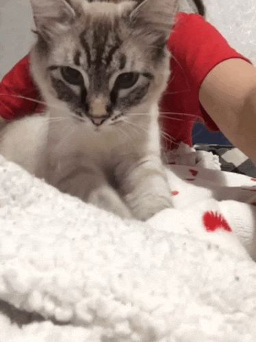 a cat wearing a red shirt is laying on a bed