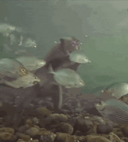 a monkey is holding a fish while swimming in the water
