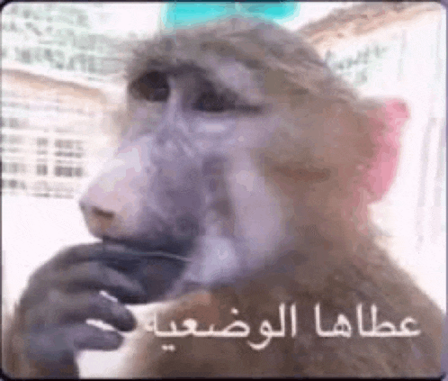 a monkey is holding its hand to its chin and looking at the camera with arabic writing on it .