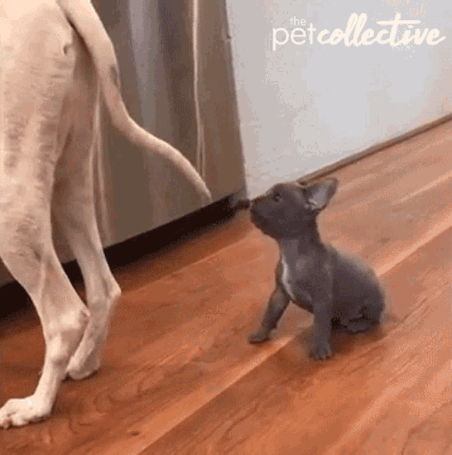 Nibble Tail GIF