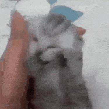 a blurry picture of a cat being held by a person
